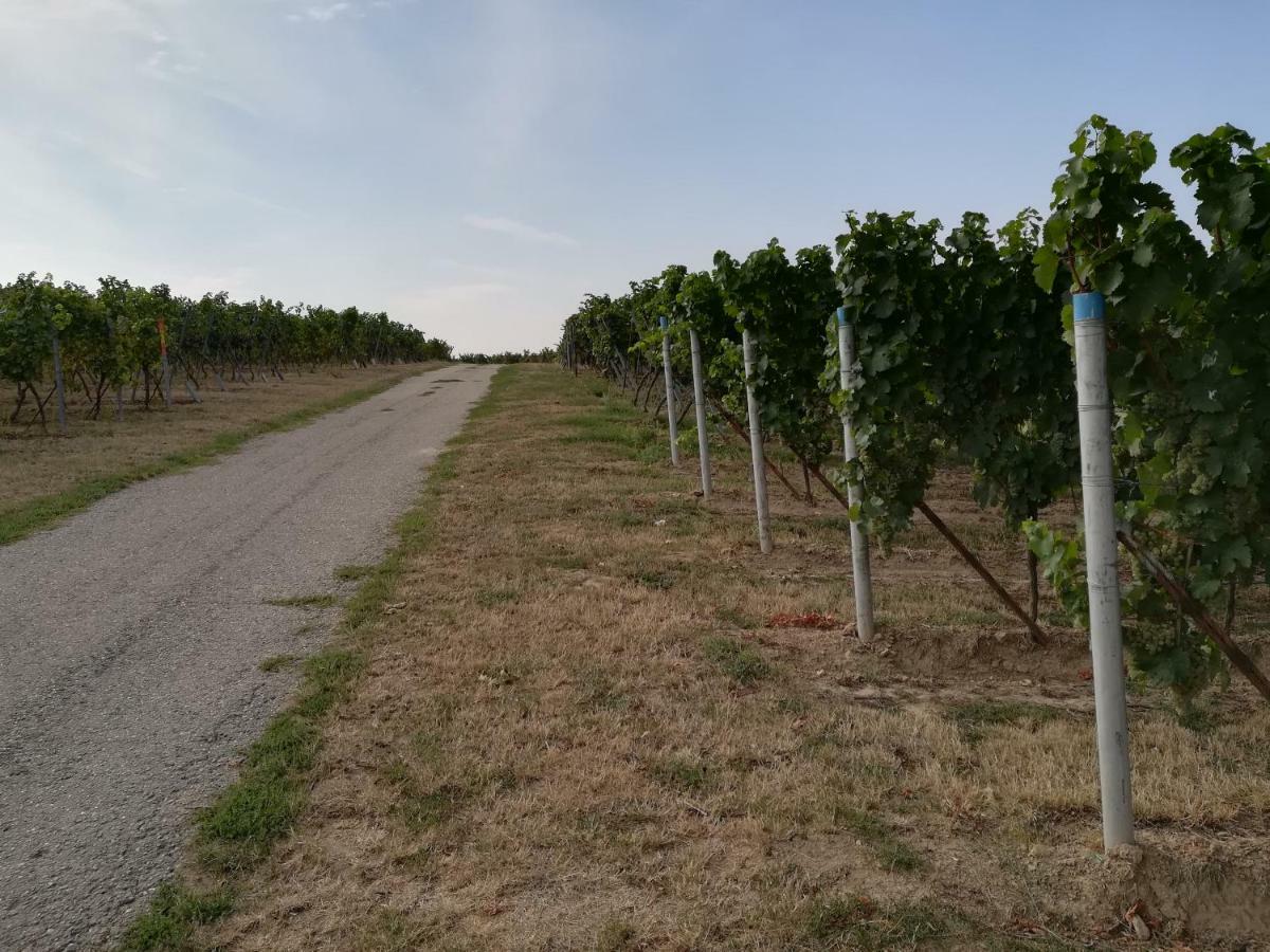 Ferienwohnung Suedpfalz Weingarten  Екстериор снимка