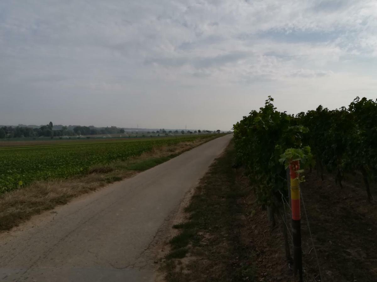 Ferienwohnung Suedpfalz Weingarten  Екстериор снимка